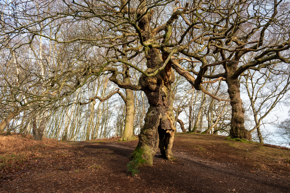 An ancient oak tree at Brockton Coppice, Cannock Chase, Staffordshire, UK during winter. Also known as the human groot tree. 