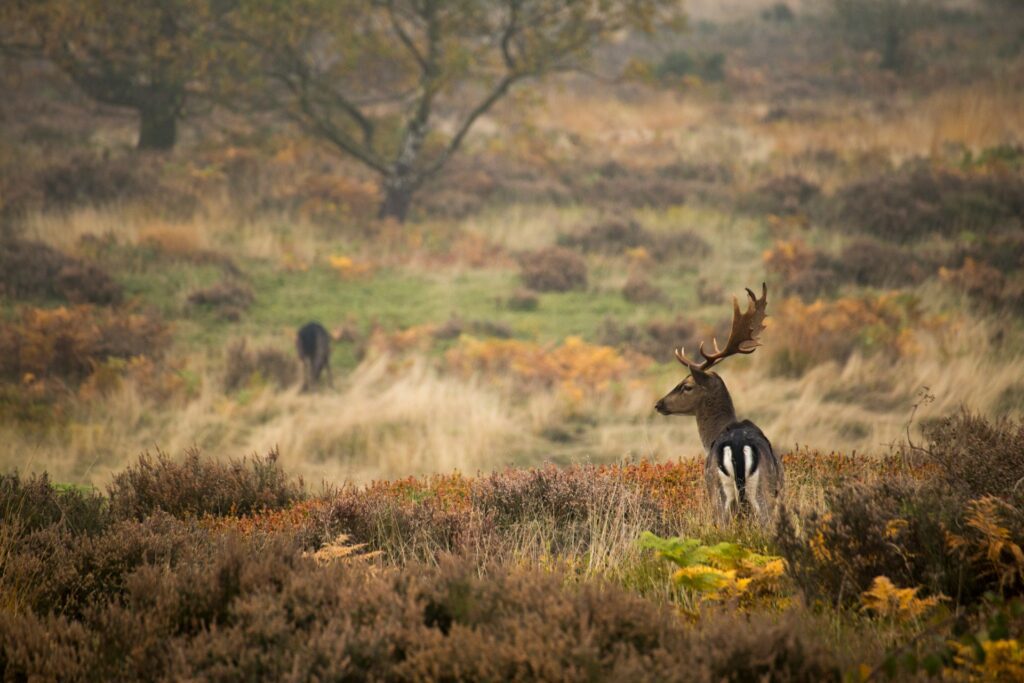 Deer on Cannock Chase