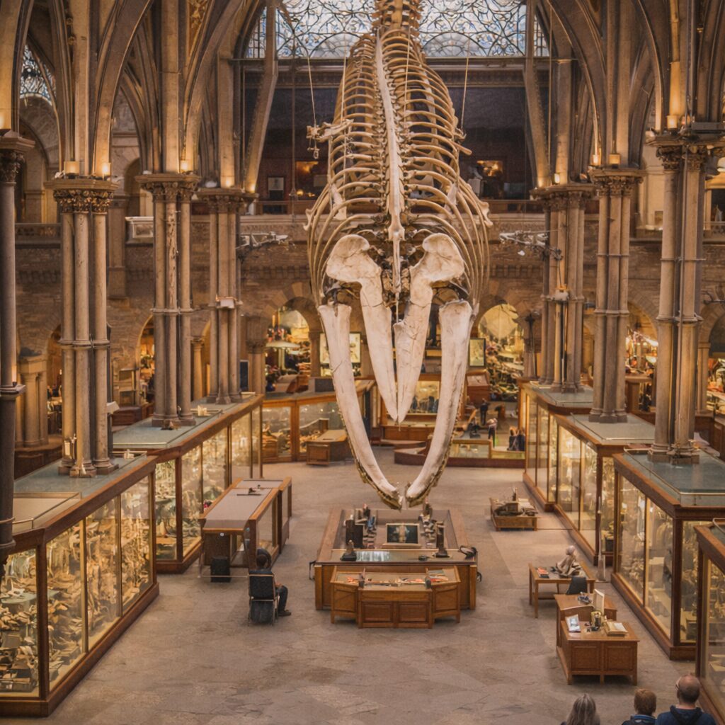 A large whale skeleton hangs from the ceiling in the centre of a grand museum hall filled with display cases and visitors. Tall arched windows and columns frame the spacious, well-lit interior.